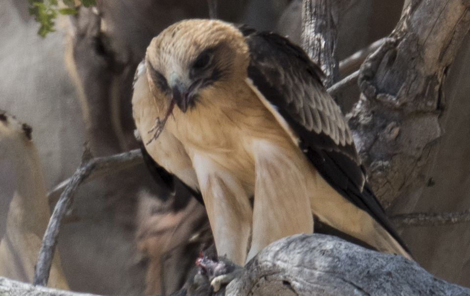 Canberra’s Little Eagle travels a long way   