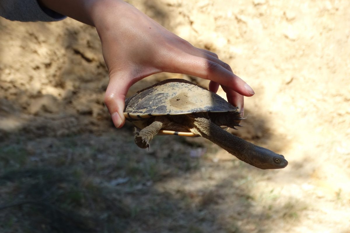 Nine turtles saved by volunteers at Strathnairn