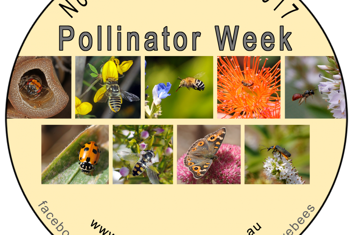 Australian Pollinator Week November 12th – 19th 2017 – GET INVOLVED!