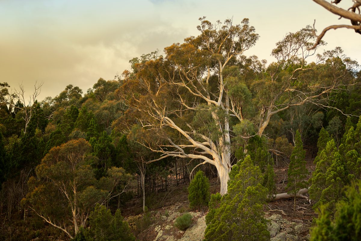 Trusted to protect Ginninderry for the long term