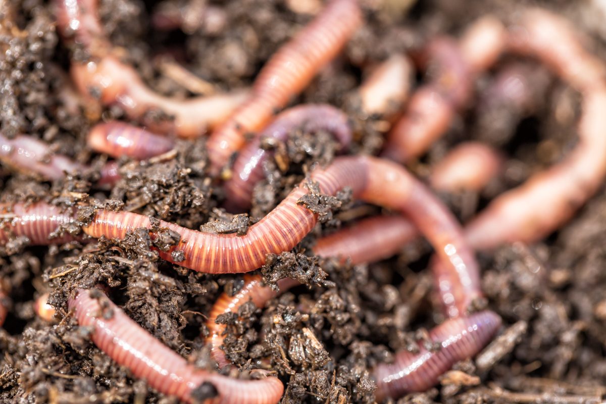 Get a wriggle on. Why you need to start a worm compost now!