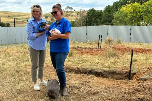 Wombat Rescue and Prague Zoo Unite for Conservation Milestone at Ginninderry