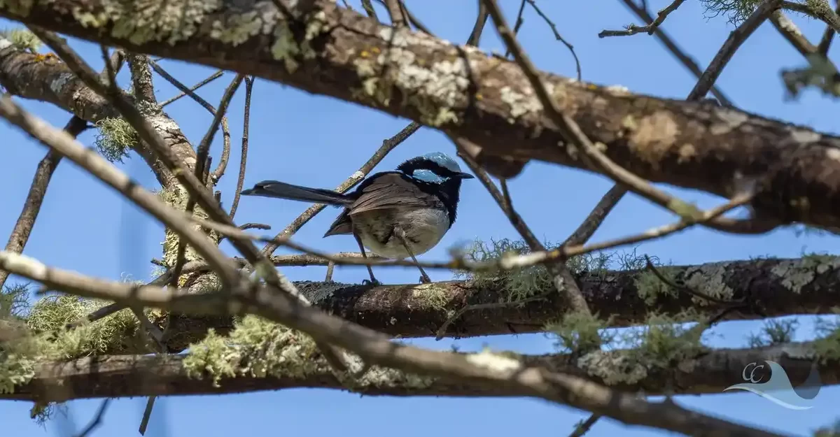 Summer Photo Walk with Cristy Froehlich