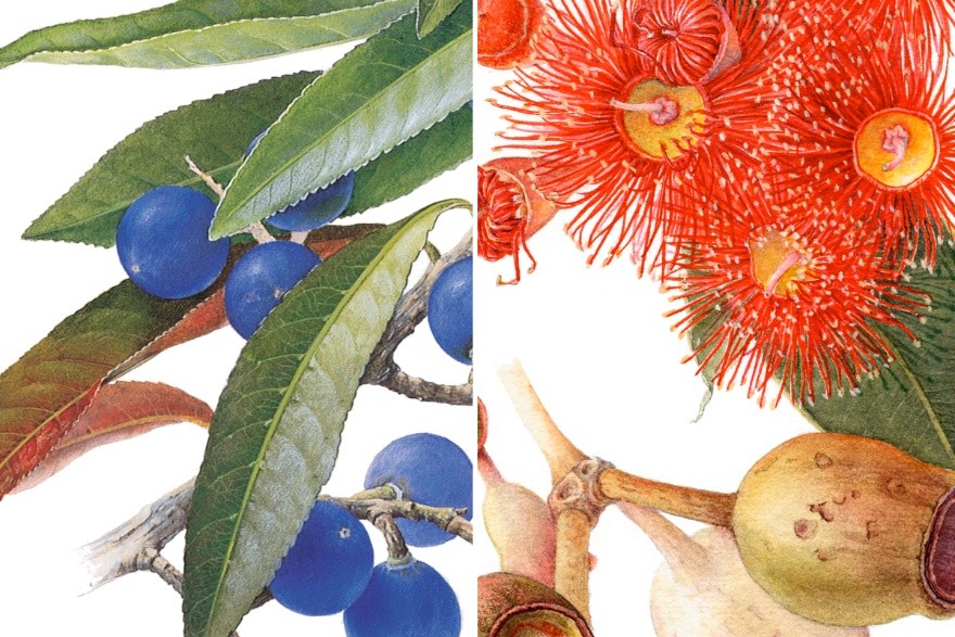 Botanical Art workshops – Concepts & Techniques