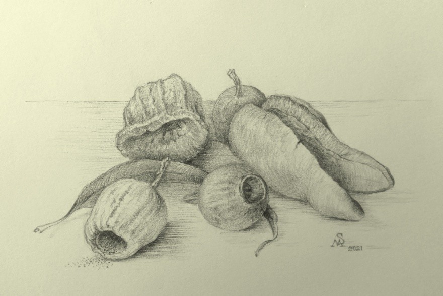 Botanical Art workshop – Observational Drawing